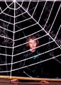 Charlotte's Web Summer 2018
